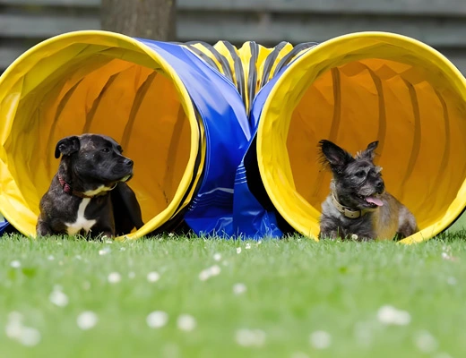 550-gsm-tarpaulin-price